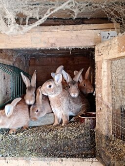 Prodám mladé králíky - 2