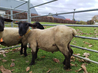 Plemený beran Suffolk - 2