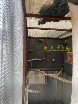 Prodám papoušky nádherné - 2