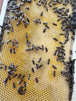 Včelí oddělky - 2