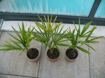 Palma konopná 40cm - 2