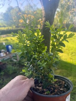 buxus cca 20 cm - 2