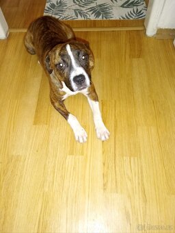 Amstaff krásná fenka - 2