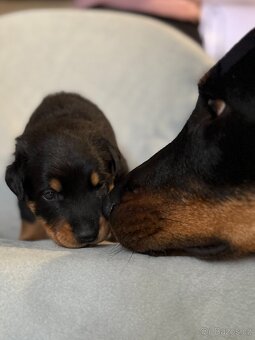 Beauceron štěńátka s PP zahraniční krytí - 2