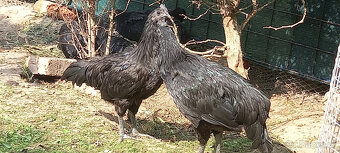 Ayam cemani - mladí kohouti - 2