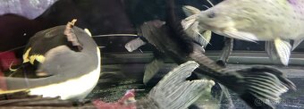 Gibiceps - 2