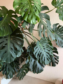 Monstera deliciosa (Monstera skvostná) 2 kusy - 2