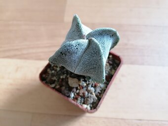 Krásný beztrnný kaktus č. 7 Astrophytum Mexiko a USA - 2