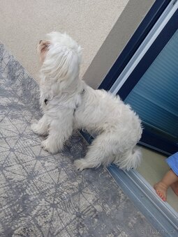 Maltezák - 2