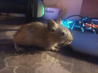 Osmaci degu 4 mláďata samcu nebo 1 samice - 2