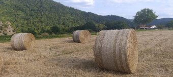 Prodám pšenici, ječmen, slámu - 2