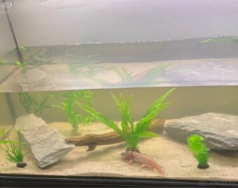 Axolotl + akvarium - 2