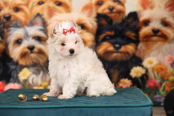 Jorkšírský teriér sněhobílá holčička Nutellka, s PP, York - 2