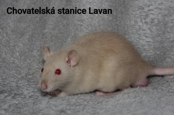 Potkani kluci s rodokmenem - 2