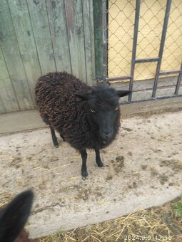 Quessantské ovečky - 2