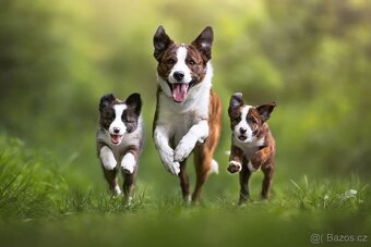 Border kolie kryti - 2