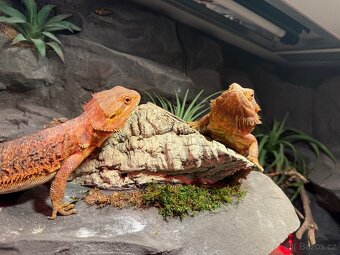 Agama vousatá dvě samičky k prodeji - 2