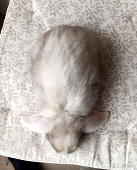 Zakrslý beránek králíček - 2