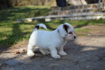 Havanský psík s PP - pejsek - 2