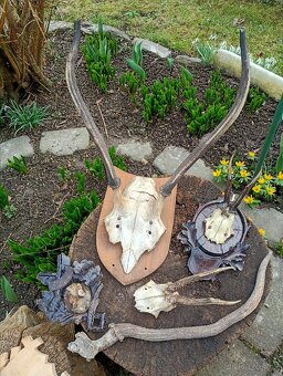 Staré Poškozené Trofeje - 2