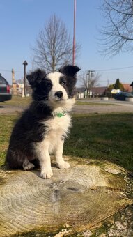 Border kolie - 2