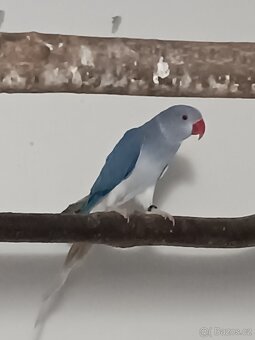 Alexandr malý 2025 - 2