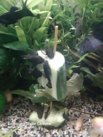Ancistrus sp - 2