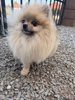 Pomeranian fena s PP FCI - 2