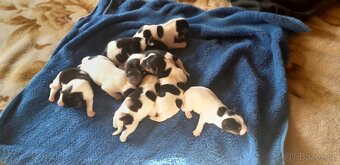 Štěňata Jack Russell - 2