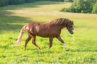 Nabízíme k prodeji mladého hřebce Welsh pony sekce B - 2