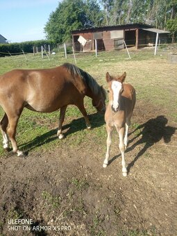 Pony klisna. - 2