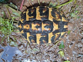 Samice - Testudo Hermanni Hermanni - 2