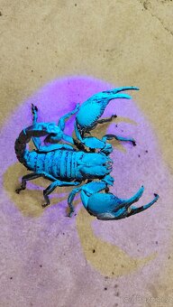 Štír Heterometrus petersii - 2