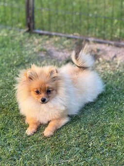 Pomeranian s PP - 2