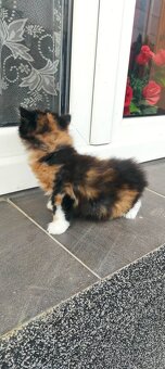 Sibiřská Kočka - 2