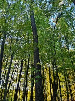 Prodej lesa 7429 m² Nivnice - 2