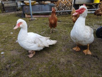 Husokachny k chovu - 2