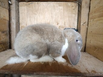 1,0 francouzský beran - 2