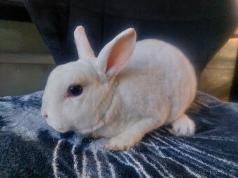 Zakrslá bílá modrooká samička - 2