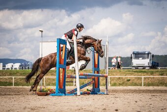Welsh pony A - 2
