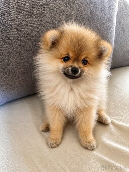 Pomeranian štěňátko - 2