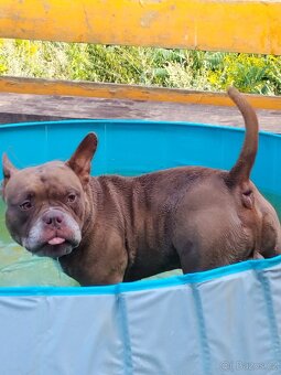 American bully micro exotic - krytí - 2