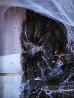 Chilobrachys sp. „Kaeng krachan" - 2