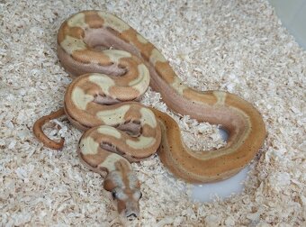 Boa imperator - Paradise Sunglow Aztec, Sunglow Motley - 2