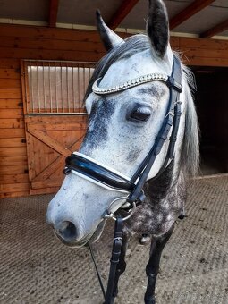 Pony klisna - 2