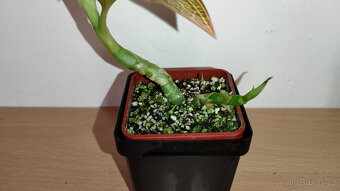 Ludisia Discolor Alba ( jewel orchid ) - 2