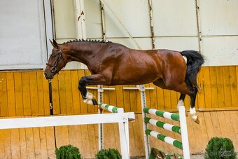 3letý hřebec po výk.zkouškách, po Heartvit ZH/Kannan - 2