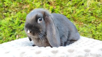 Zakrslý beránek, králíček, králík - PEGGY - 2