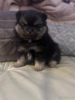 Pomeranian - 2