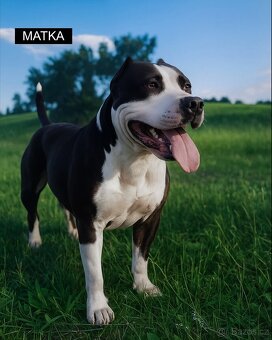 POSLEDNÉ 2 FENKY – AMERICKÝ STAFORDŠÍRSKY TERIÉR (amstaff) - 2